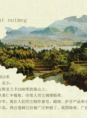 珍恋肉豆蔻10ml天然植物去屑精油
