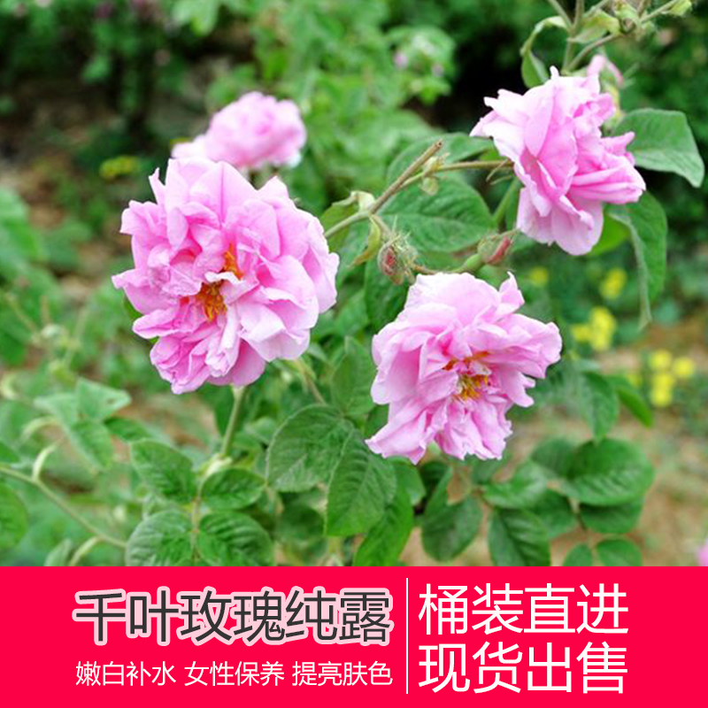 天然提亮肤色补水保湿爽肤水花水正品 100ml 法国进口千叶玫瑰纯露 天然提亮肤色补水保湿爽肤水花水正品 100ml 法国进口千叶玫瑰纯露