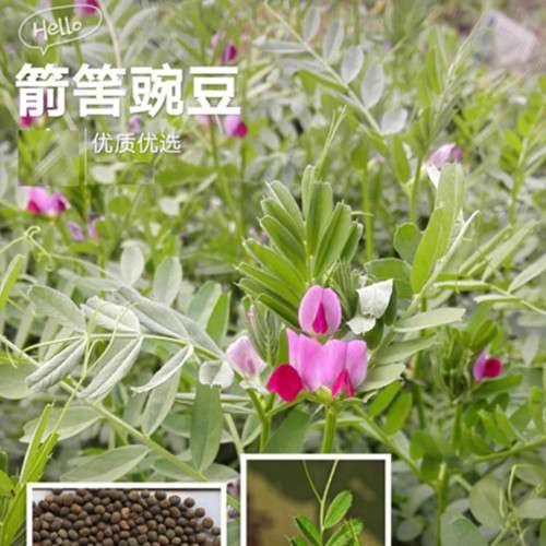 箭舌豌豆种子红花苕子野豌豆果大巢菜园绿肥蜜蜂植物牧草饲料种子 - 图1