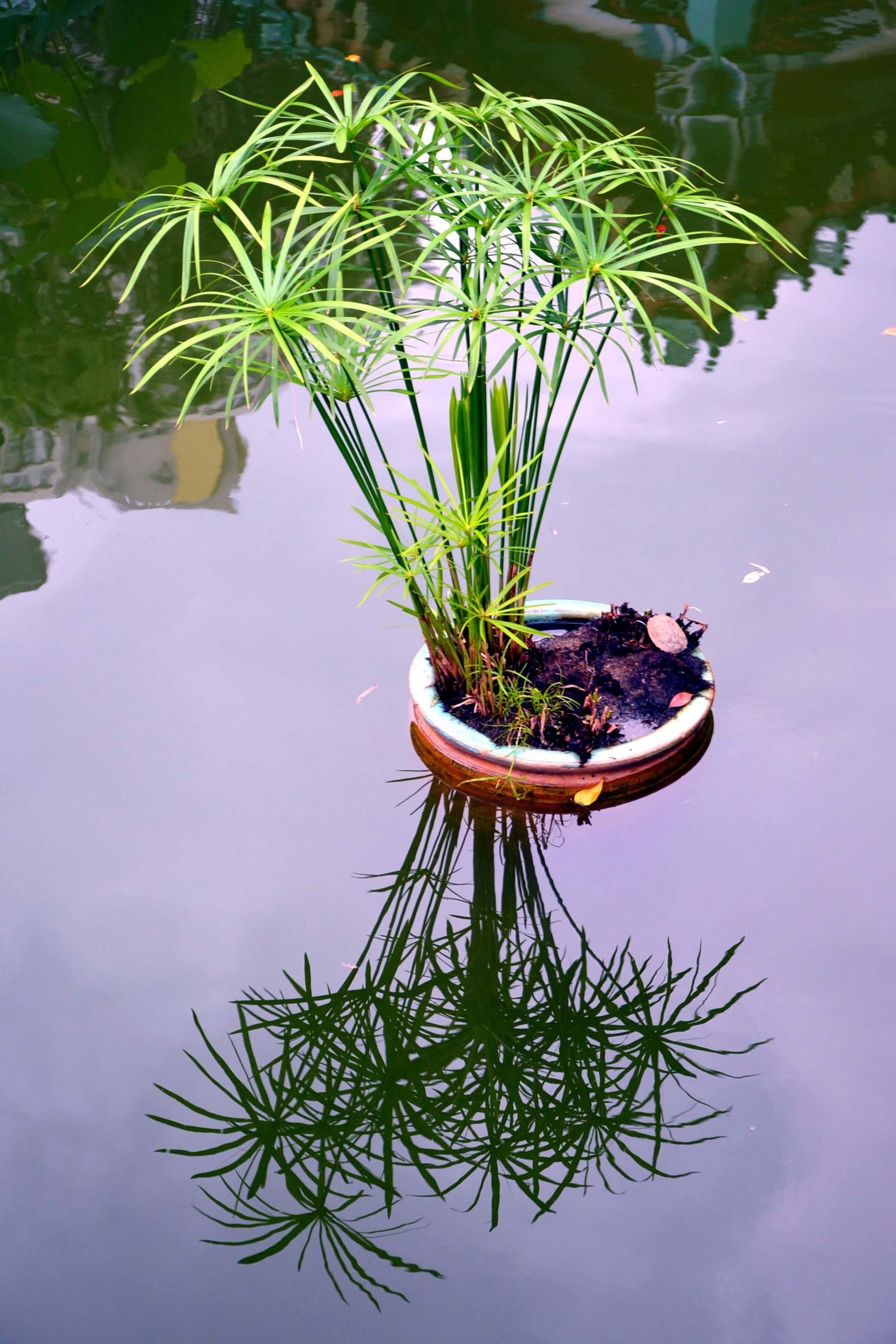 水竹盆栽绿植花卉水竹苗伞草观音竹富贵竹冬季植物室内盆栽 - 图1