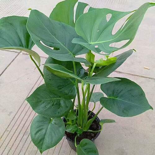 龟背竹大叶开背盆栽室内客厅绿植土培水培四季常青花卉净化空气 - 图0