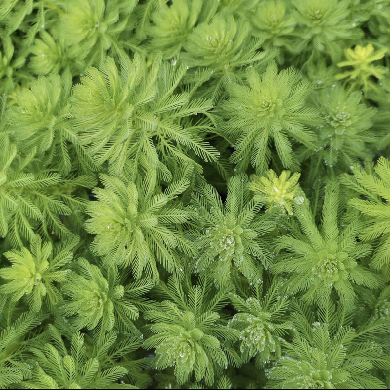 水芙蓉水浮莲水浮萍水葫芦水生鱼缸水草植物净化水质龟缸水族造景 - 图1