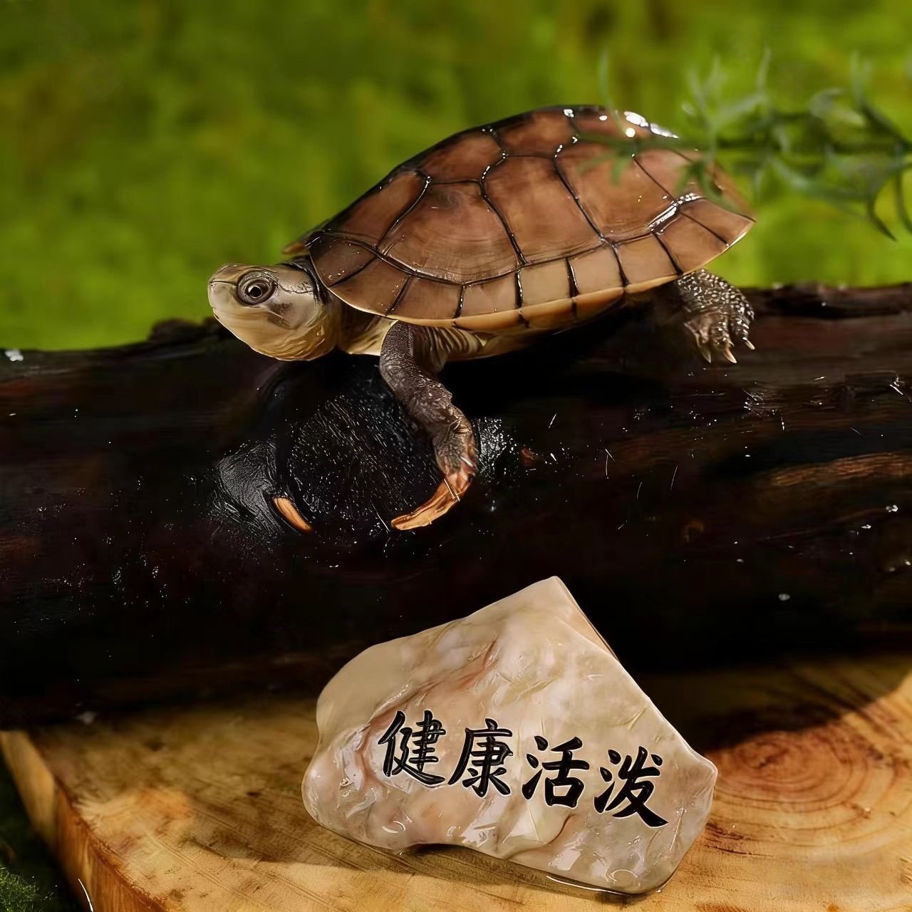 纯种石金钱龟  长寿龟 宠物观赏龟 小乌龟活物乌龟草龟中国本土龟,淘宝优惠券,粉丝福利购,淘宝优惠卷