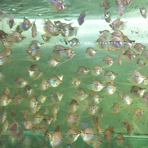 珍珠马甲鱼曼龙鱼丝足珍珠鱼热带观赏鱼小型鱼淡水活体好养 - 图0