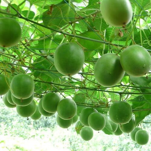 广西桂林特产独立包装罗汉果大果干果可搭胖大海菊花清肺止咳化痰 - 图1