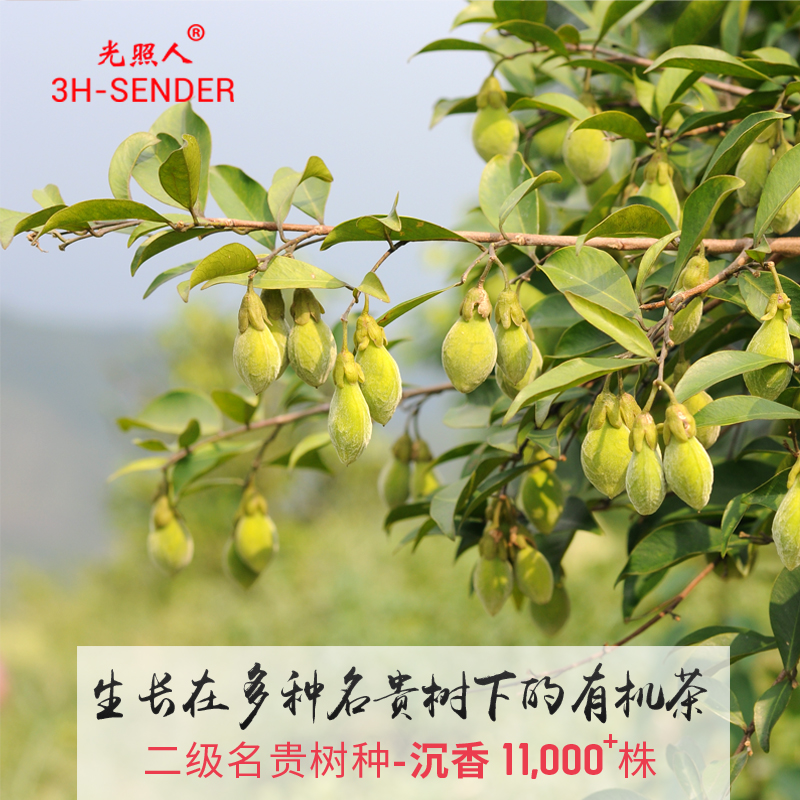 光照人有机茶 2022新茶 铁观音红茶茶叶 特级有机红茶HT-ZP大盒装