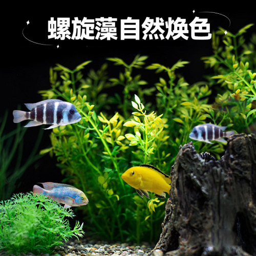 海豚三湖慈鲷饲料埃及鱼短鲷马鲷素食肉食鱼饲料卷贝下沉颗粒鱼食 - 图2