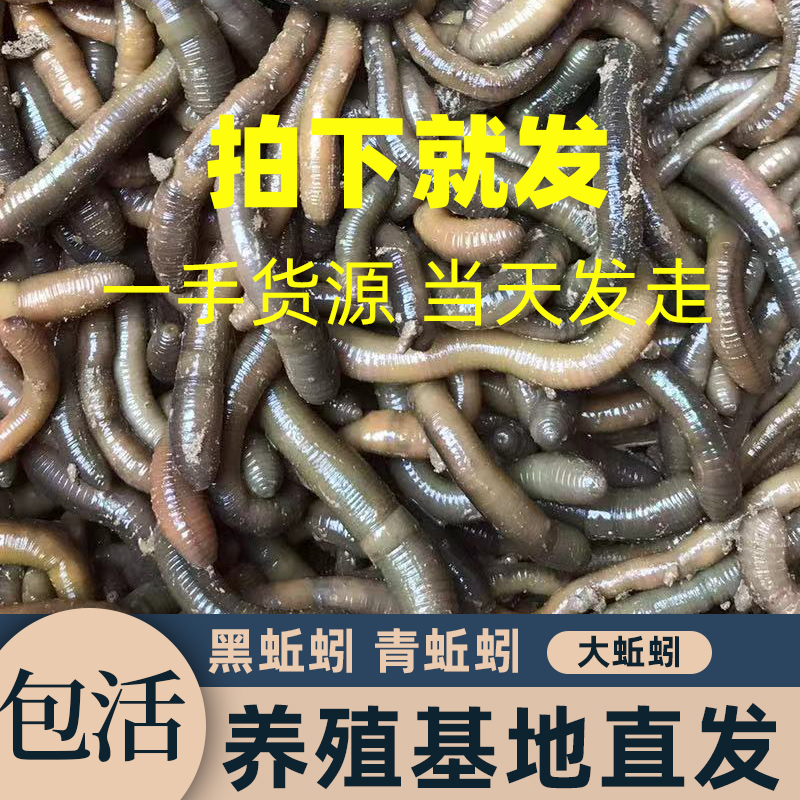 活饵蚯蚓鱼饵黑蚯蚓活体青蚯蚓钓黄鳝大青钓鱼小丘引包邮鲜活渔具 - 图2