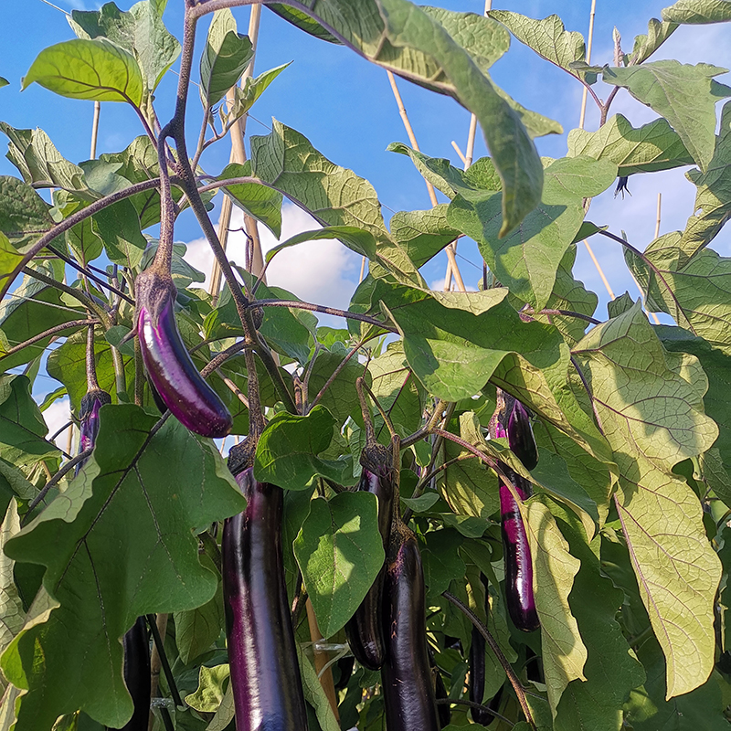 淘菜菜云南农家本地老品种紫长茄子10斤新鲜应当季露天种植蔬菜-图1