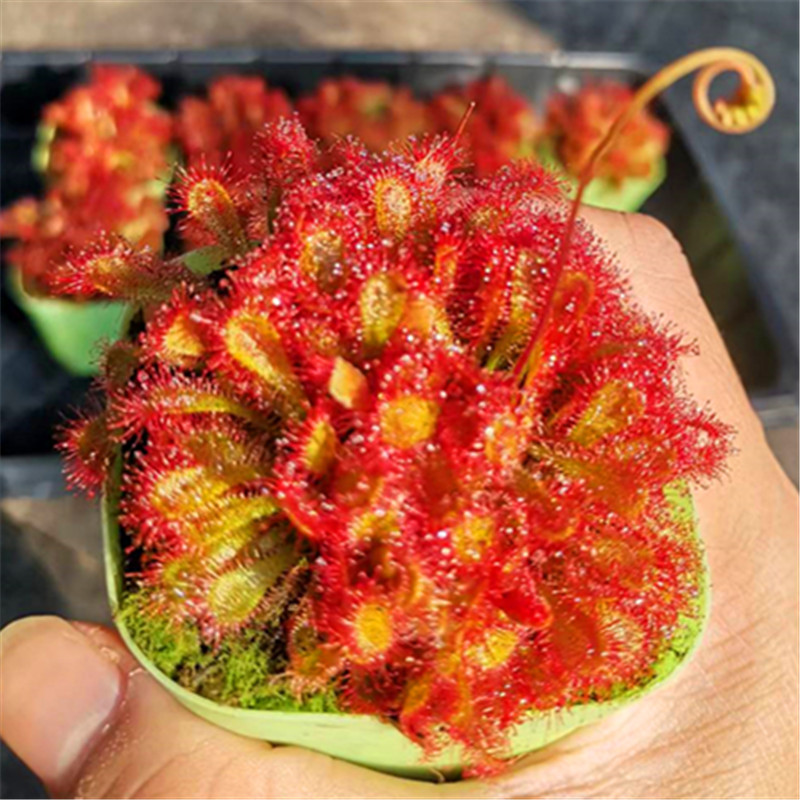 洛弗丽茅膏菜群生爆盆食虫植物盆栽食人花捕蝇草微景观雨林缸造景-图1