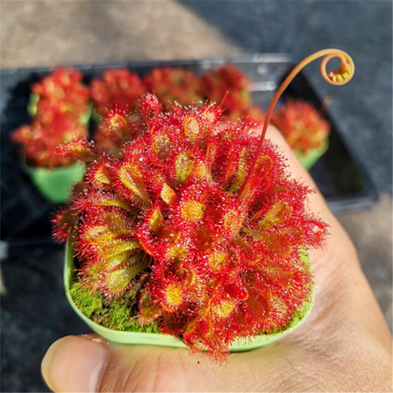 洛弗丽茅膏菜群生爆盆食虫植物盆栽食人花捕蝇草微景观雨林缸造景 - 图2