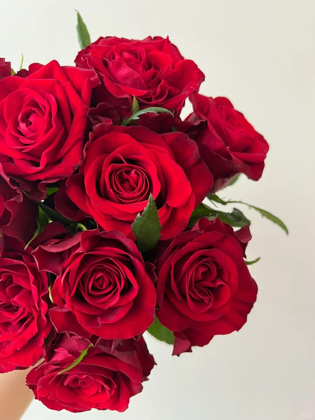 红玫瑰鲜花广东现货直发高级红丝绒质感装饰顺丰包邮珠三角次日达 - 图0