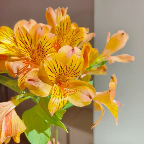 水仙百合六出鲜花云南基地直发水养鲜切花水培多头插瓶六初花束 - 图3