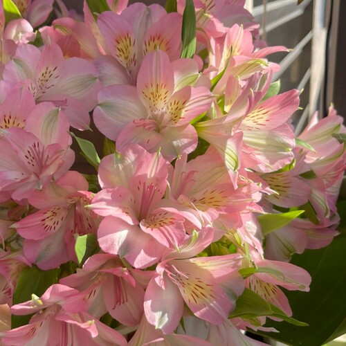 水仙百合六出鲜花云南基地直发水养鲜切花水培多头插瓶六初花束 - 图1