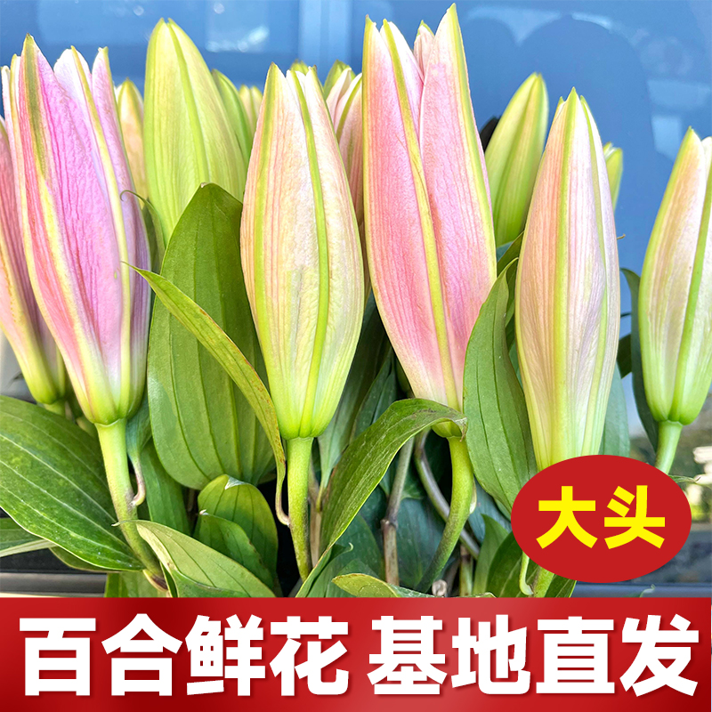 鲜花花束云南鲜花基地直发香水百合花速递同城水养插花