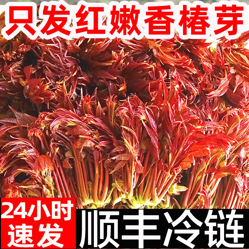 顺丰秒发香椿芽新鲜香春芽菜现货2026头茬香椿四川红油香椿头山东