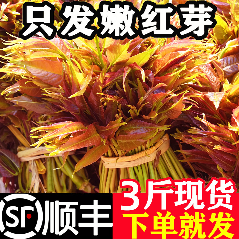 香椿芽新鲜头茬香椿头山东特产红油香椿酱菜香春菜叶现货顺丰包邮 - 图2