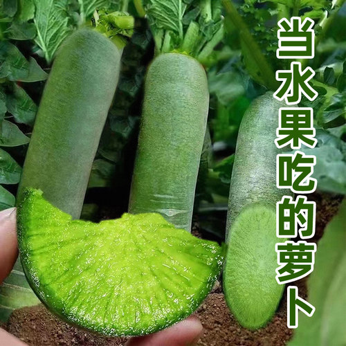 潍坊水果萝卜新鲜甜脆水果型顺丰青冰淇淋凤梨生吃正宗青绿胡萝卜 - 图0