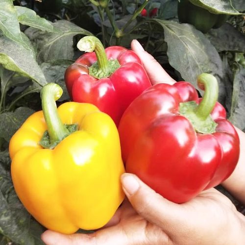 七彩辣椒五彩椒水果灯笼红辣椒新鲜小米椒甜朝天圆椒蔬菜青椒包邮 - 图3