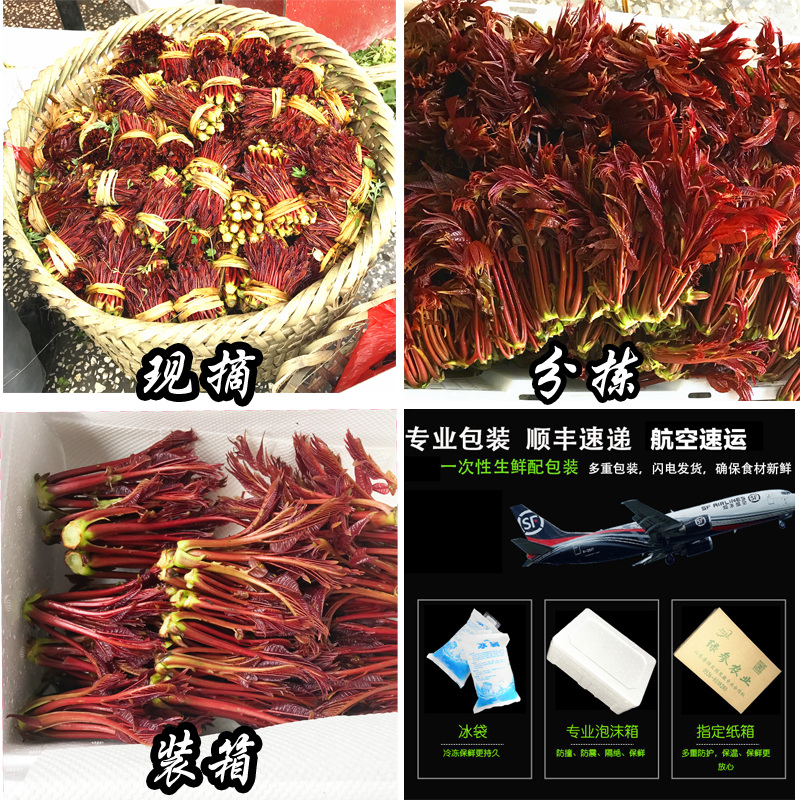 现货秒发香椿芽新鲜香春芽菜顺丰2025头茬四川红油香椿头春芽叶苗