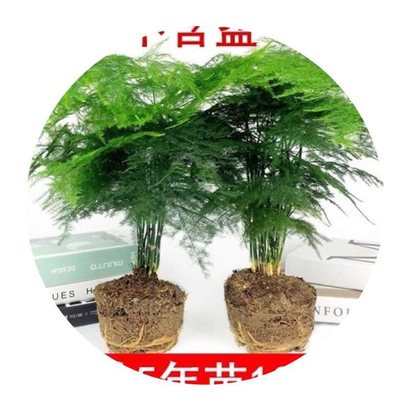 文竹盆景植物 室内绿色盆栽桌面吸甲醛净化空气观叶花卉绿植包邮