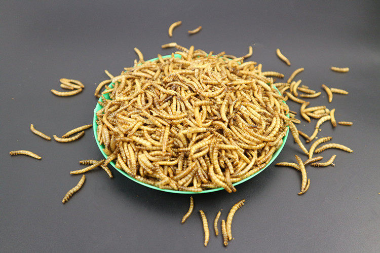 面包虫干黄粉虫干喂鸡养鸡仓鼠粮食龟粮锦鲤鱼食八哥鹌鹑小鸡,淘宝优惠券,粉丝福利购,淘宝优惠卷