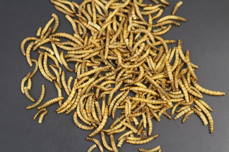 面包虫干黄粉虫干喂鸡养鸡仓鼠粮食龟粮锦鲤鱼食八哥鹌鹑小鸡,淘宝优惠券,粉丝福利购,淘宝优惠卷