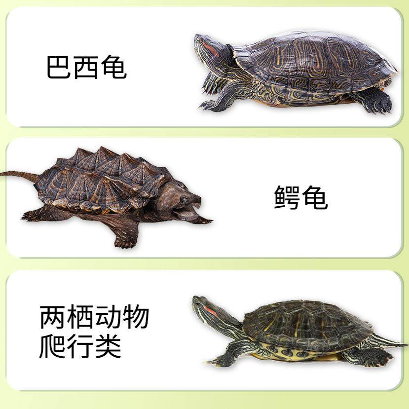 乌龟饲料龟粮草龟石金钱龟鳄鱼龟火焰龟养殖场通用包邮40斤,淘宝优惠券,粉丝福利购,淘宝优惠卷