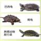 Turtle feed turtle food grass turtle stone money turtle crocodile turtle flame turtle breeding farm general shipping free 40 pounds
