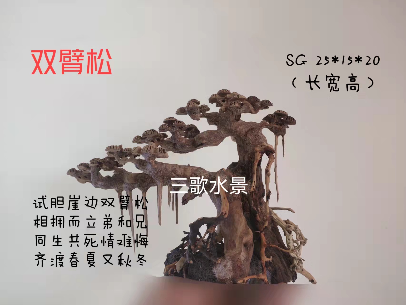 鱼缸造景树巴西沉木免煮成品莫斯树迎客松杜鹃根草缸定制一木成景 - 图2