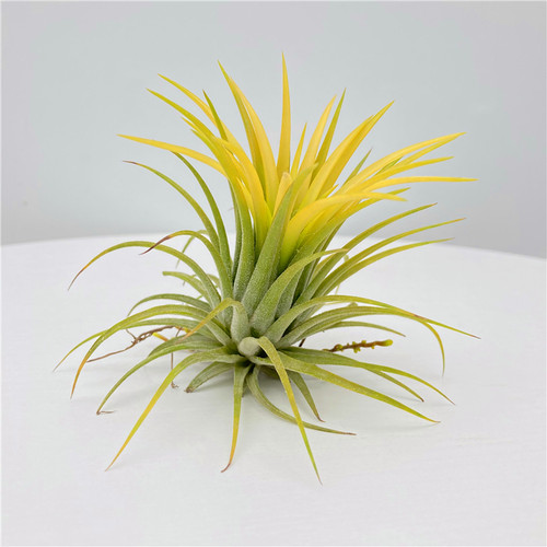 空气凤梨Tillandsia 无土桌面懒人绿植儿童礼物趣味迷你小盆栽 - 图1