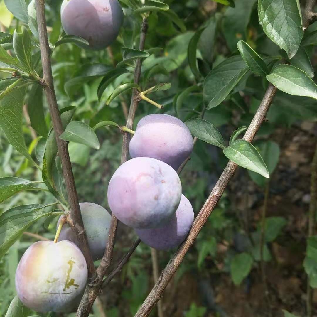 五月脆李子树苗凤凰李一点红李子苗早熟脱骨李子苗四川果苗销售