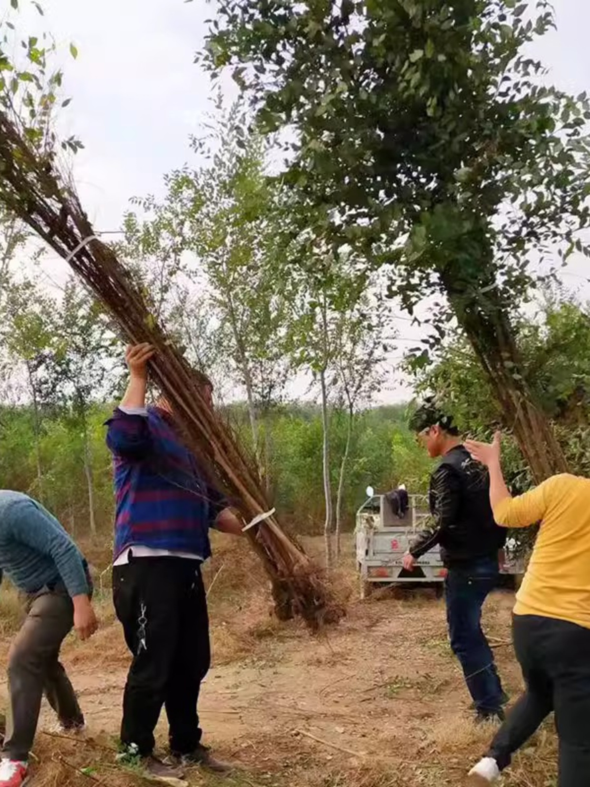 榆树苗榆树小苗白榆家榆榆钱树别墅庭院道路绿化工程苗圃精品树苗-图1