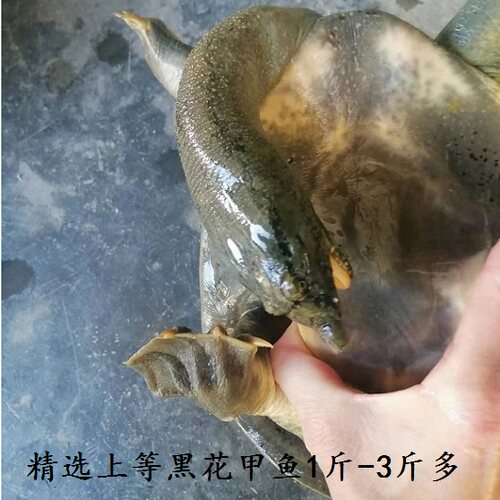 精选黑花甲鱼中华鳖乌鳖生态甲鱼视频挑货 - 图2