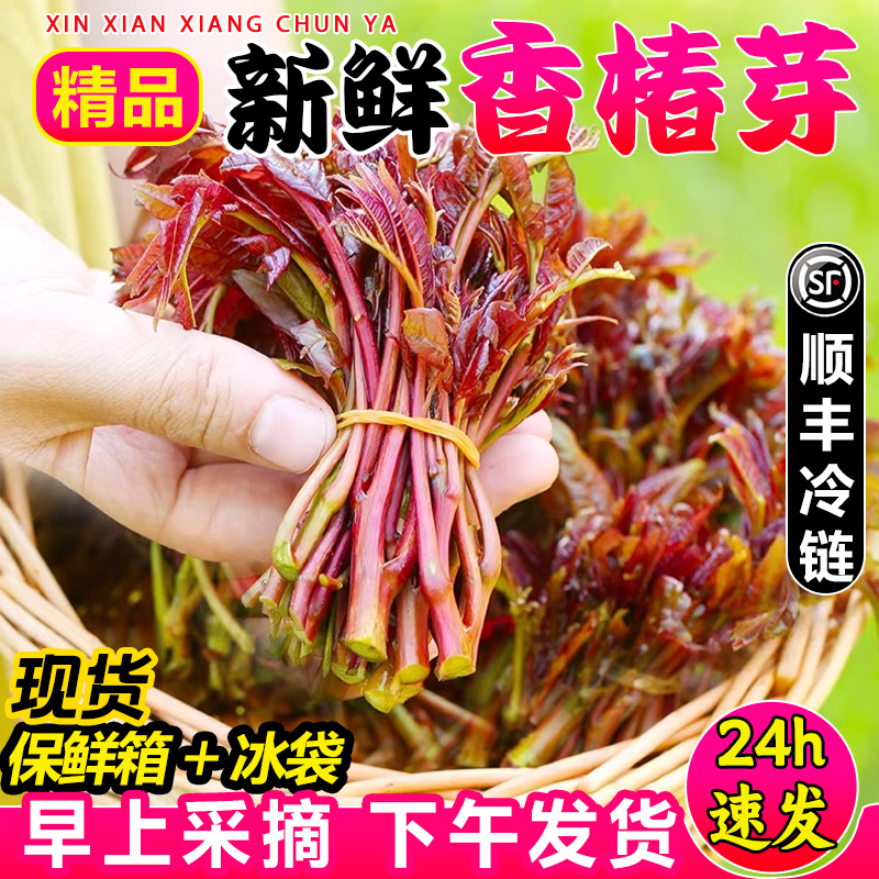 【顺丰冷运】2024现货现摘新鲜头茬香椿芽春芽菜4斤红油香椿嫩叶-图0