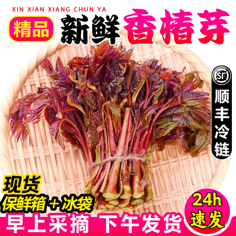 【顺丰冷运】2024现货现摘新鲜头茬香椿芽春芽菜4斤红油香椿嫩叶-图2