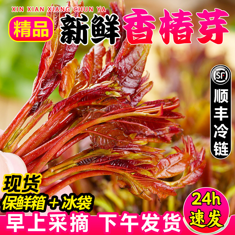 【顺丰冷运】2024现货现摘新鲜头茬香椿芽春芽菜4斤红油香椿嫩叶-图1