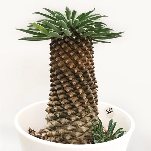 城南别院铁甲麒麟多肉植物块根植物铁甲丸韩国进口块根小菠萝 - 图0