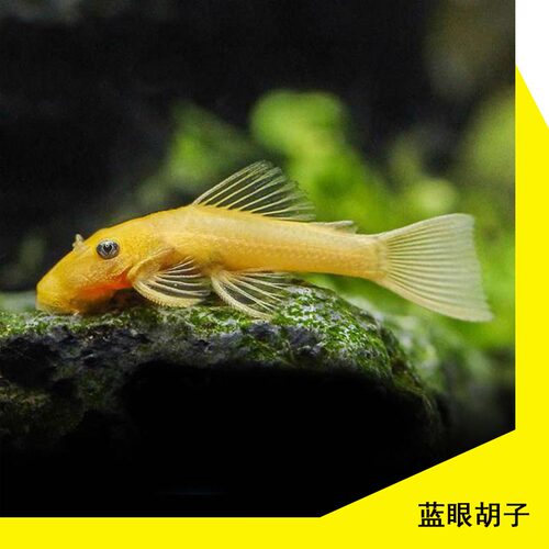 黑线飞狐鱼一线金苔鼠黄金大胡子老虎小精灵热带鱼淡水观赏鱼除藻 - 图1