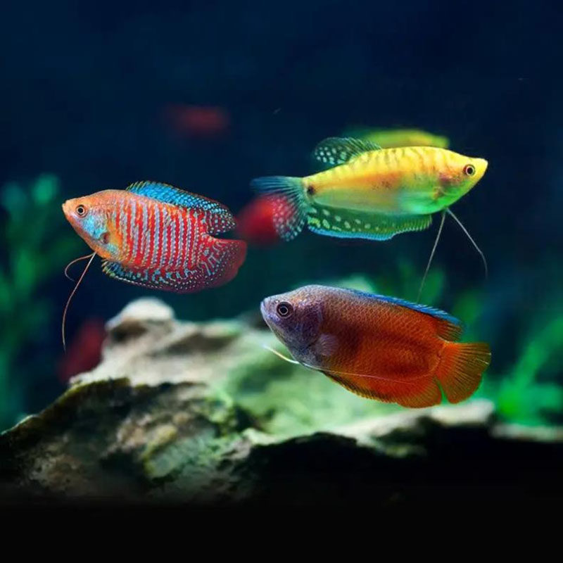 大号曼龙鱼热带鱼淡水鱼虎皮小型鱼金菠萝丽丽珍珠马甲接吻鱼活体,淘宝优惠券,粉丝福利购,淘宝优惠卷