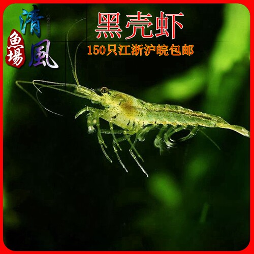 黑壳虾浙江米虾除藻虾除苔虾工具虾极火虾水晶虾辣椒蟹除丝藻包活 - 图0