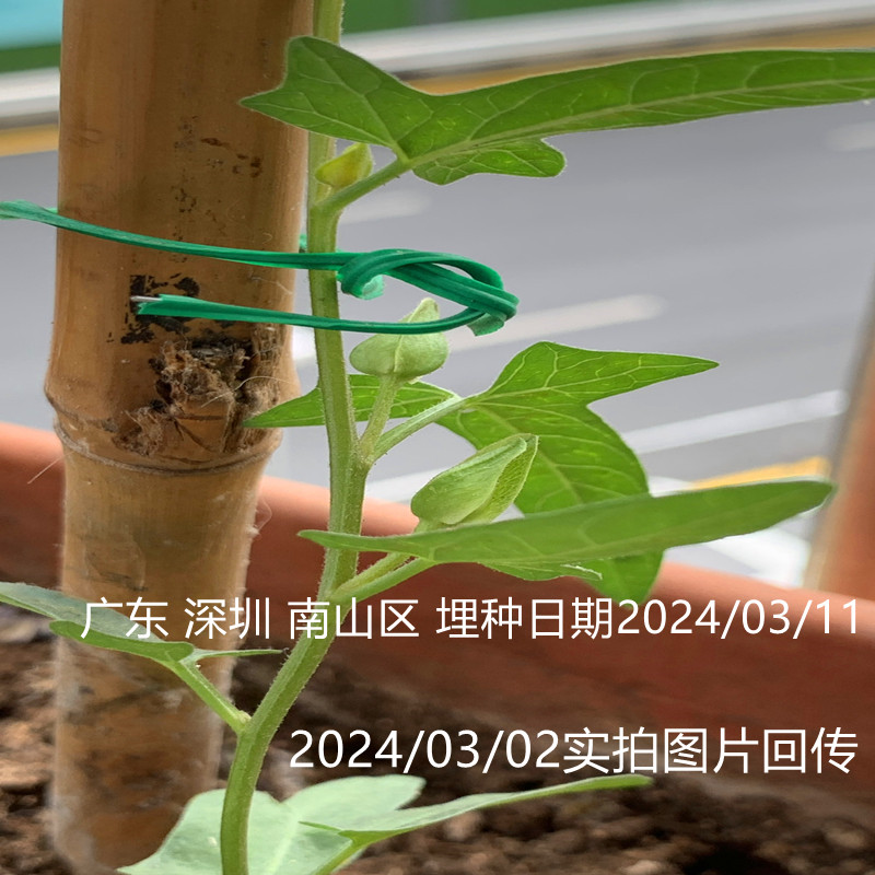 正版缠枝牡丹花根隔年老根重瓣耐热抗冻易活宿根藤蔓花根 - 图0