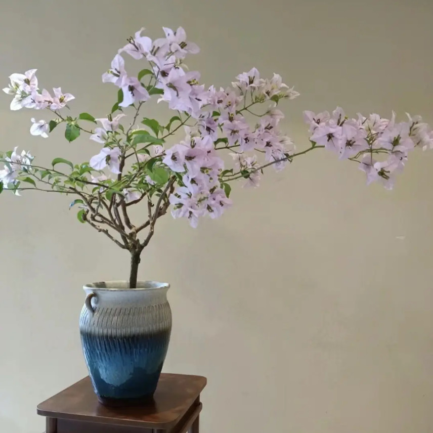 苹果花四季开花三角梅重瓣勤花小苗盆栽爬藤绿植庭院阳台,淘宝优惠券,粉丝福利购,淘宝优惠卷