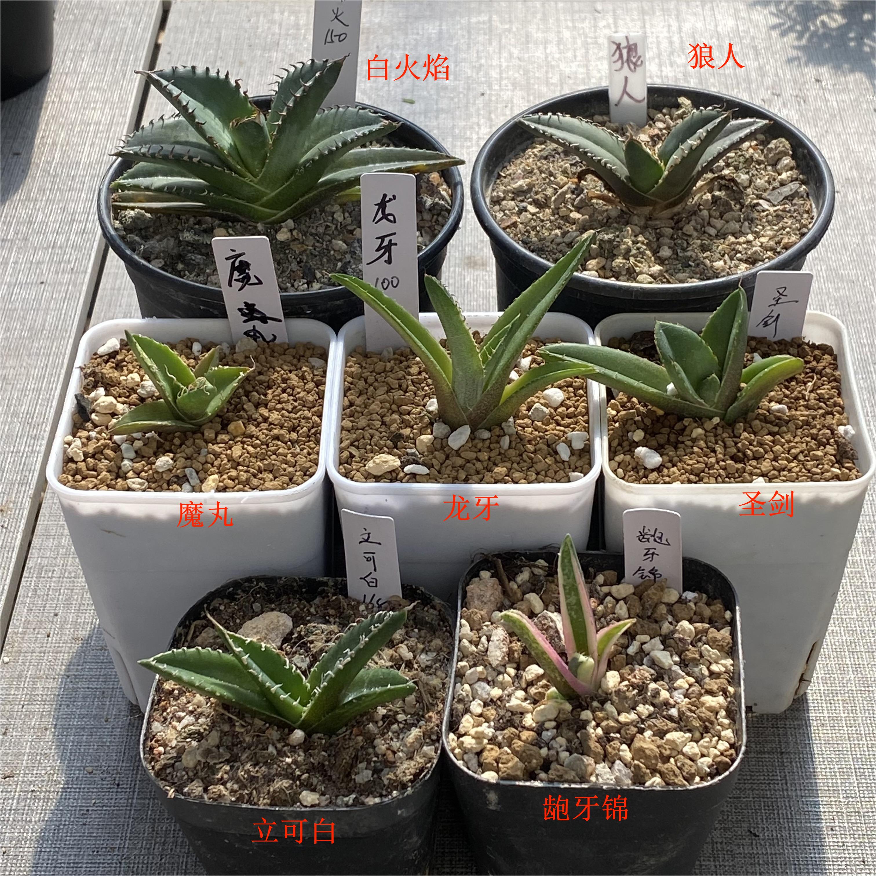 龙舌兰仁王冠Agave Titanota白鲸蕾丝姬仁凯撒立可白海王魔王白火-图2