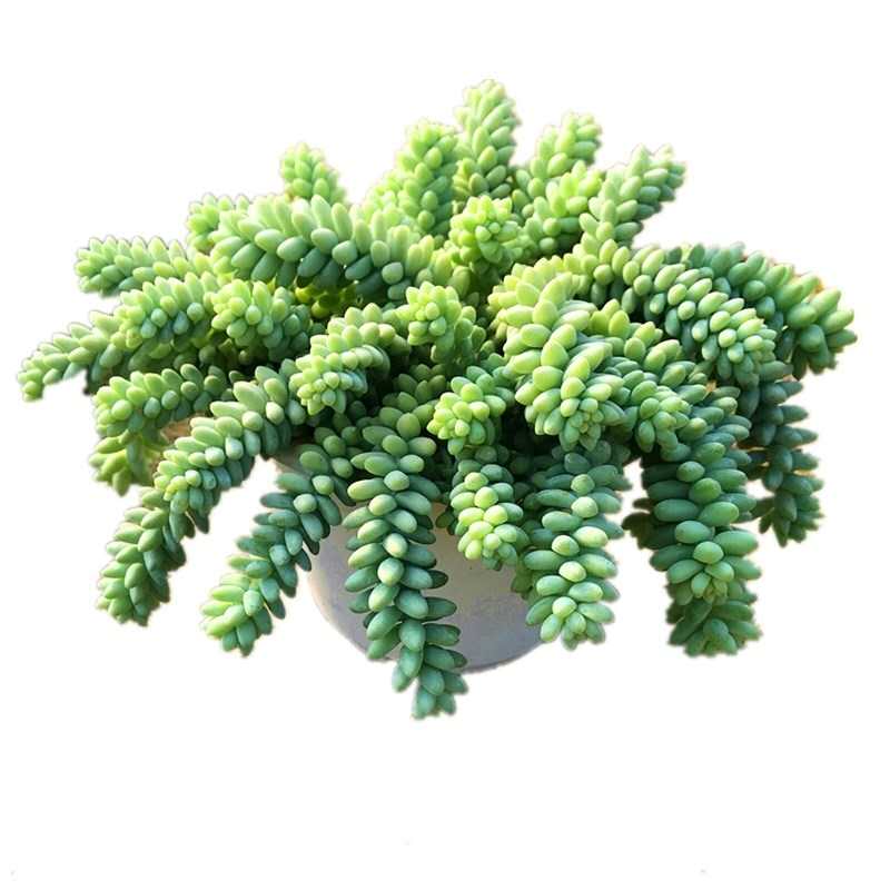 玉坠多肉植物玉缀瀑布悬崖老桩群生含盆带土栽好发货室内防辐射-图3