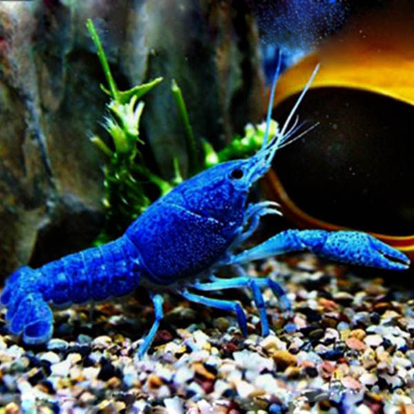 蓝鳌虾观赏虾淡水小龙虾冷水族宠物虾活体佛蓝螯虾天空蓝魔虾包邮