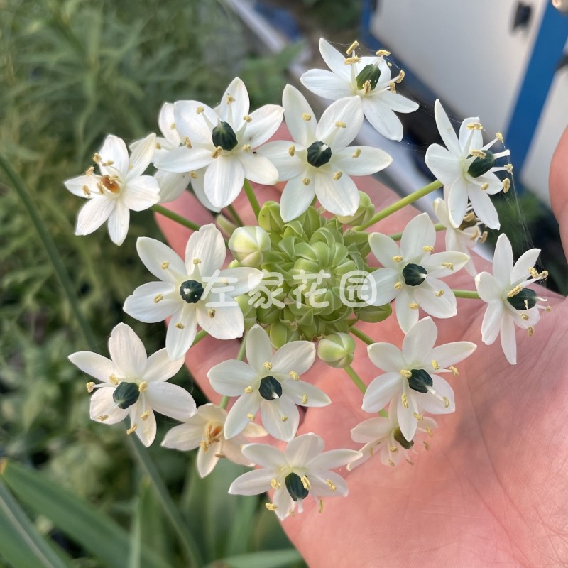 现货白花天鹅绒种球伯利恒之星虎眼万年青圣心百合盆栽春夏季开花 - 图2