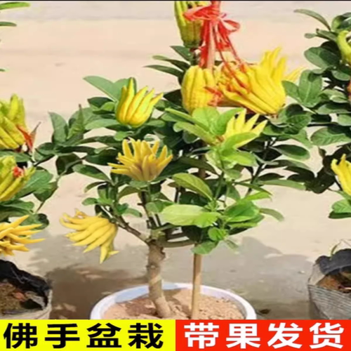 佛手苗金佛手树苗带花果四季阳台室内盆栽庭院种植佛手柑当年结果 - 图1