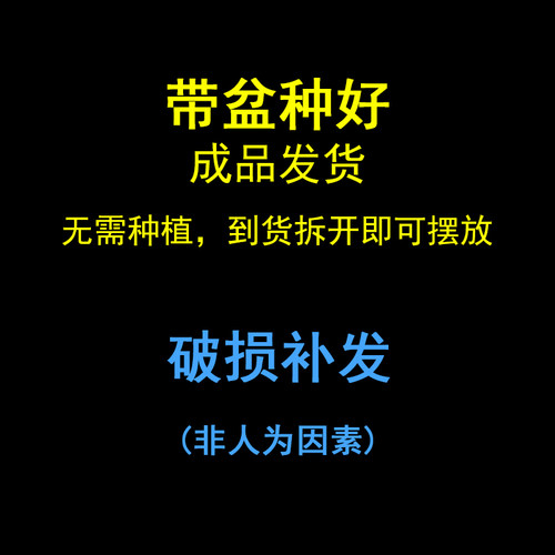 菖蒲盆景正宗金钱锦茶几随手香盆栽日本黄金姬书房蒲草办公室绿植 - 图2