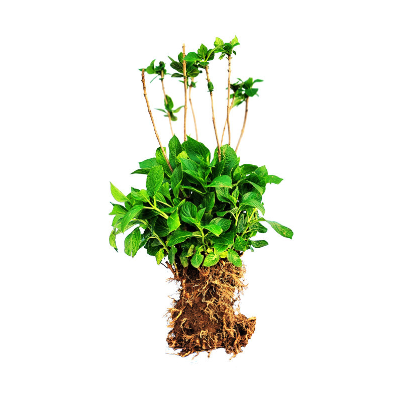 绣球花老桩无尽夏18年精品大苗庭院阳台盆栽八仙花变色大花球易活,淘宝优惠券,粉丝福利购,淘宝优惠卷